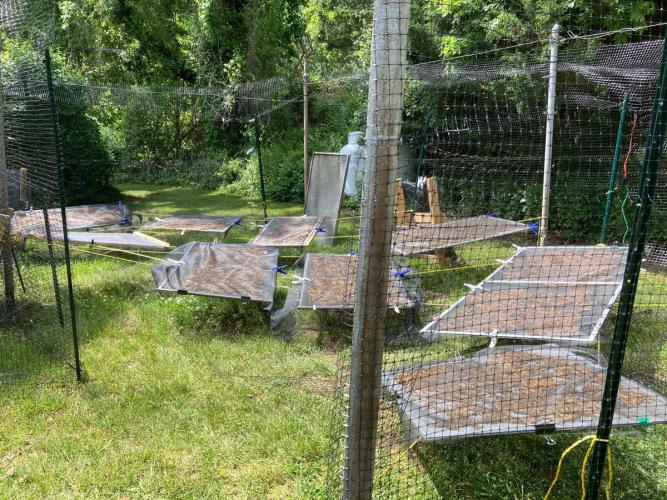 Kelp leaves lay on screens to dry in the sun.