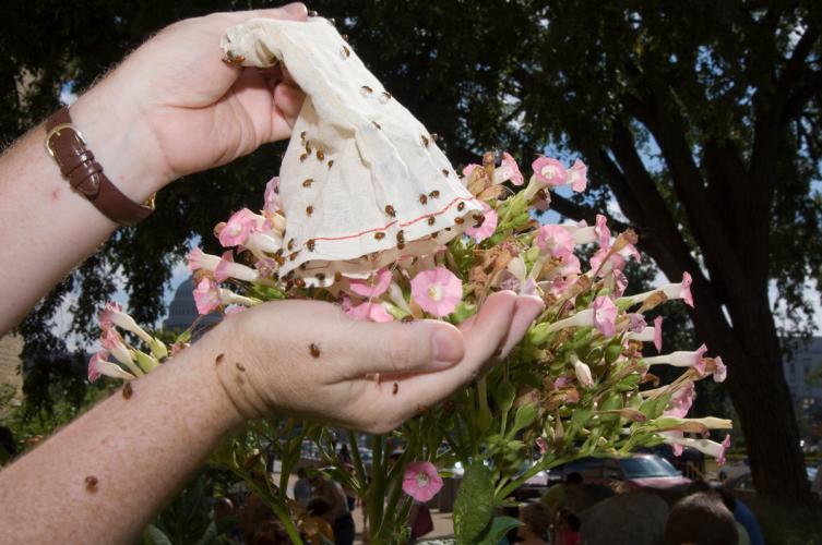 A bag of ladybugs being released.