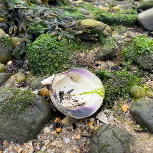 A quahog seashell sitting among rocks