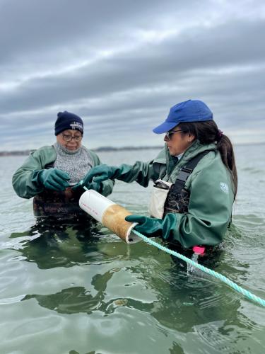 Two Shinnecock women stand in Shinnecock Bay and inspect kelp seedlings