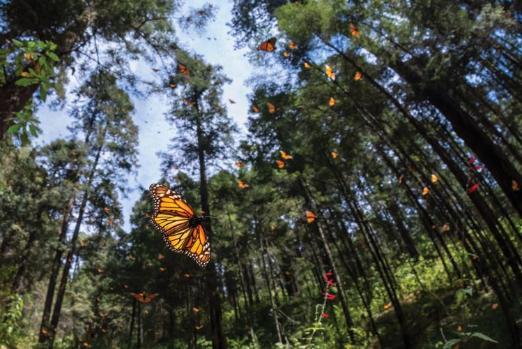 Monarch butterflies in flight among evergreen trees