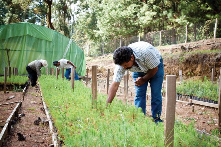 Three people leaning over to tend to a row of tree saplings in a raised nursery bed
