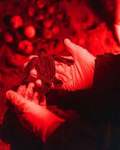 A small turtle hatchling held in the hands of a volunteer