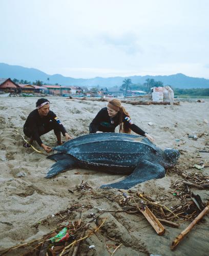 Two biologists measure a leatherback sea turtle on the beach