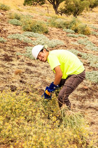 A man in a white hard hat pulls up invasive plants