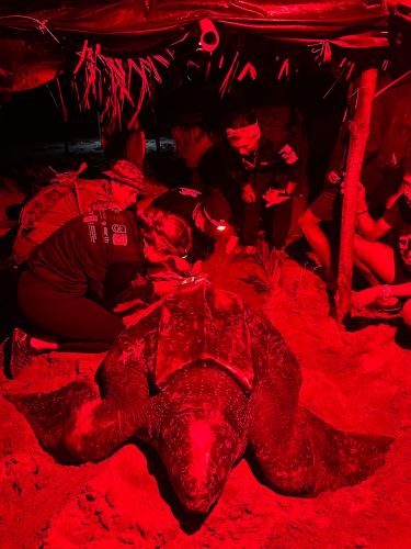 People crouch near a leatherback sea turtle on the beach at night, illuminated by red light