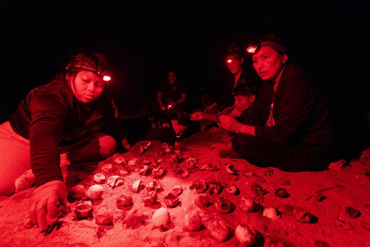 Biologists search a sea turtle nest at night, wearing red LED headlamps