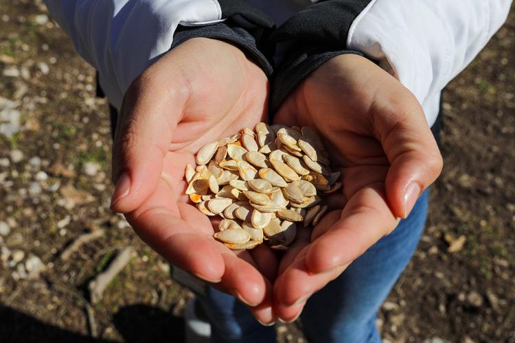 A pile of seeds cupped in a person's hands