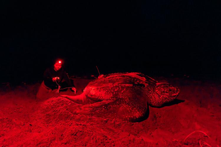 A biologist kneels near a leatherback sea turtle on the beach at night, illuminated by red light