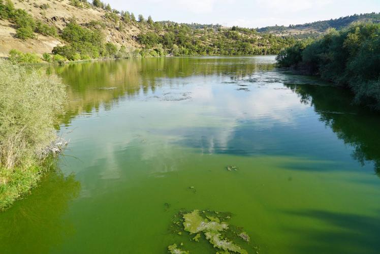Green algae blooms in the Klamath River