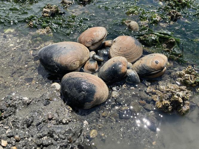 A cluster of clams nestled in beach sand