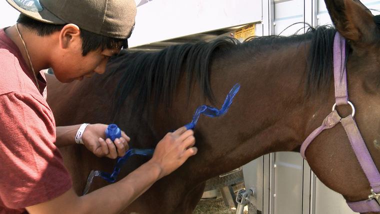 A person paints a blue arrow onto the neck of a racehorse