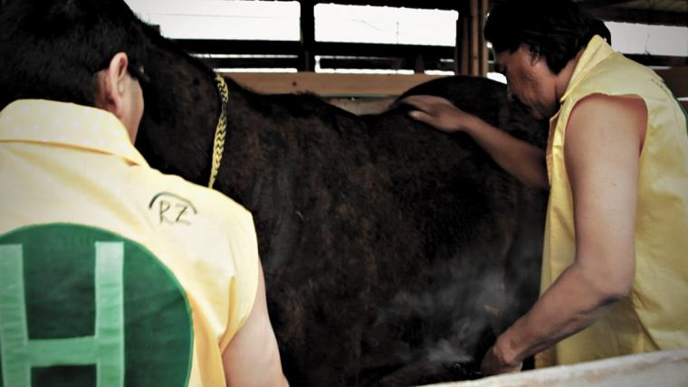 A person holds smoke near a racehorse in a stable