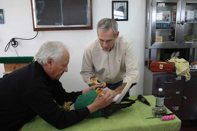 An eagle on an examination table is held and examined by two people