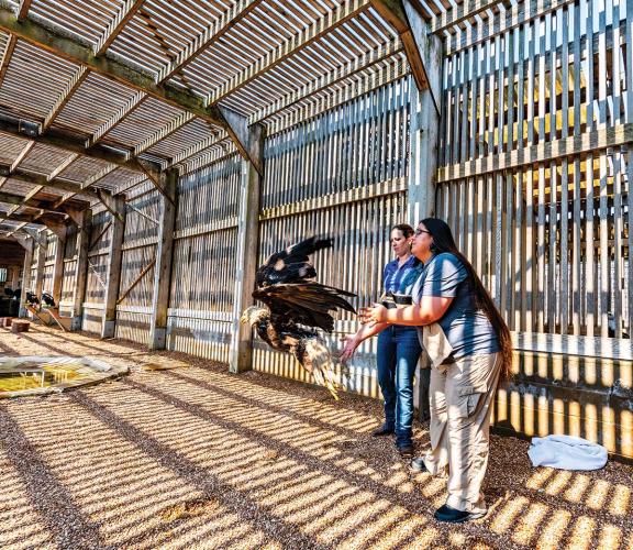 An eagle takes flight from the arms of a handler