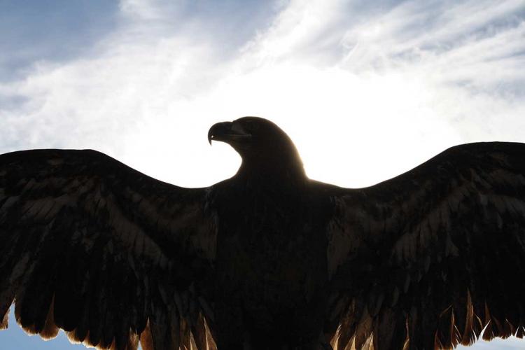 The silhouette of an eagle with outstretched wings in front of a bright sky