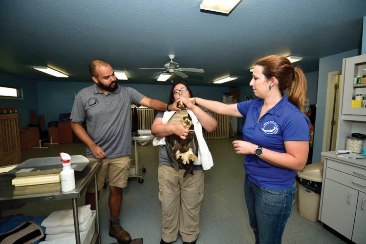 An eagle is held and examined by three people
