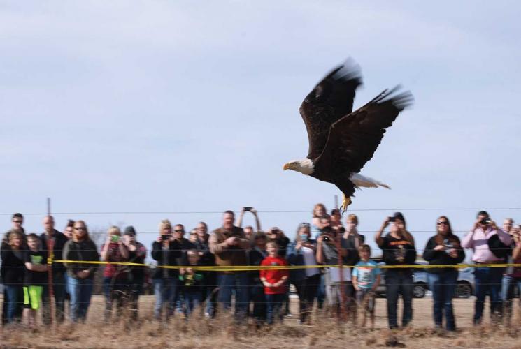 An eagle flies in front of a crowd of people