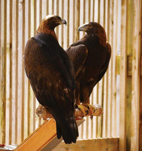 A pair of golden eagles on a wooden perch