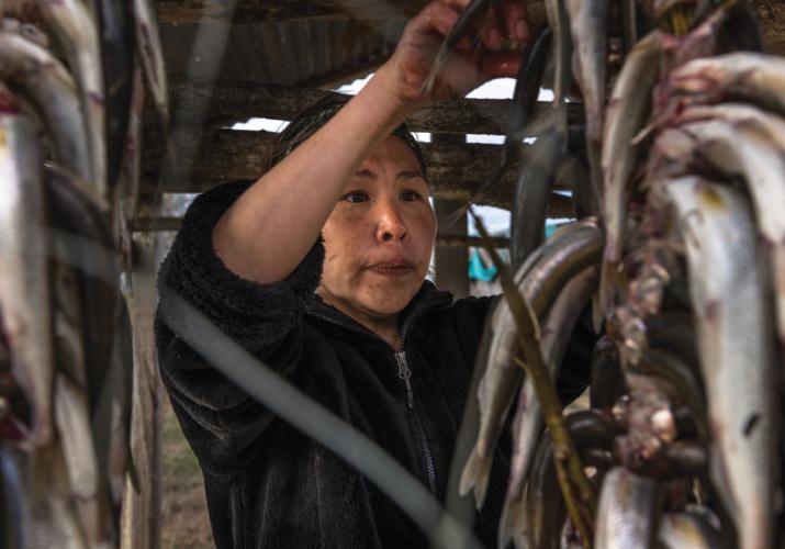 Person hanging smelt to dry.