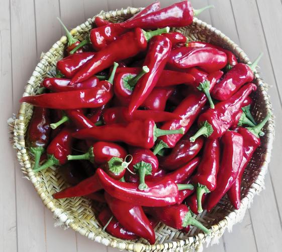Bowl filled with harvested tree chiles.