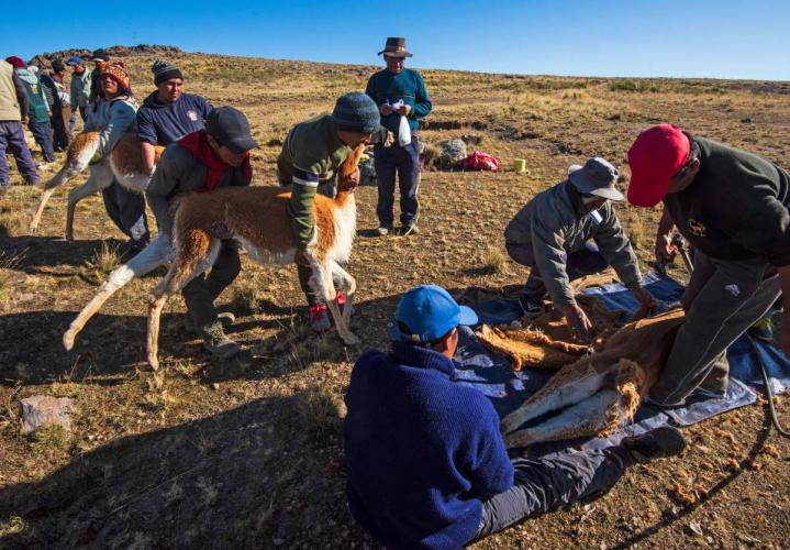 Group of people holding a vicuna still while wool is being sheared