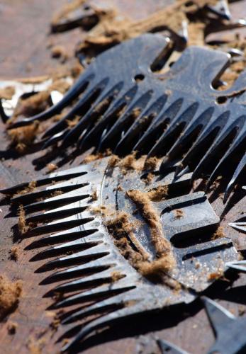 Combed blades of shears lay among pieces of vicuna wool
