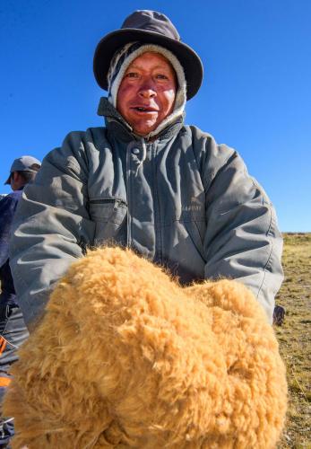 Person in wide brim hat and long sleeve coat holds collected vicuna wool