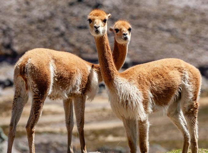 Two vicuna stand side by side with necks touching
