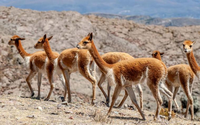 Herd of vicuna walking on alpine tundra
