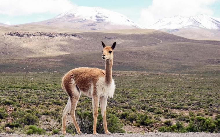 Vicuna standing in front of mountains in Peru