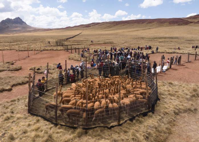 Herd of vicuna standing in fenced in corral