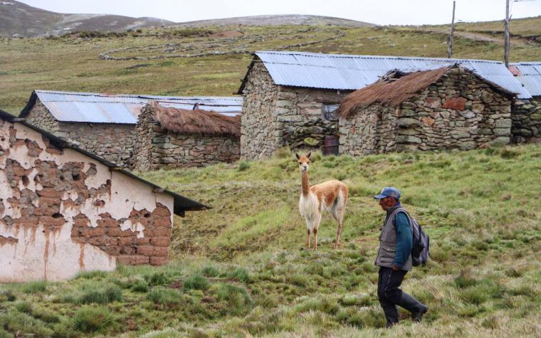 A person walking through a small village while a wild vicuna looks on