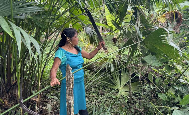 Person uses a machete to cut palm fronds from tree in dense forest.