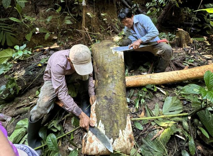 Two people use machetes to scrape bark from a felled tree in the rainforest.