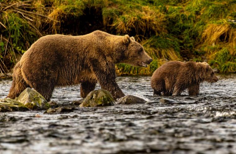 A brown bear and cub wade through stream water.