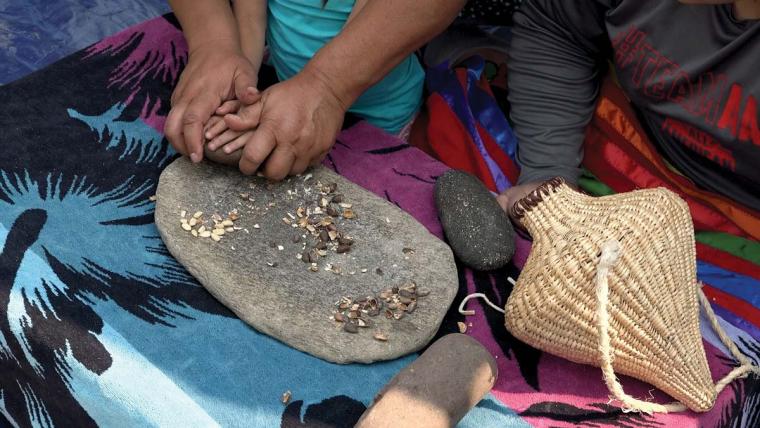 An adult and child's hand crack open nuts on a stone.