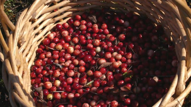 A woven basket filled with cranberries