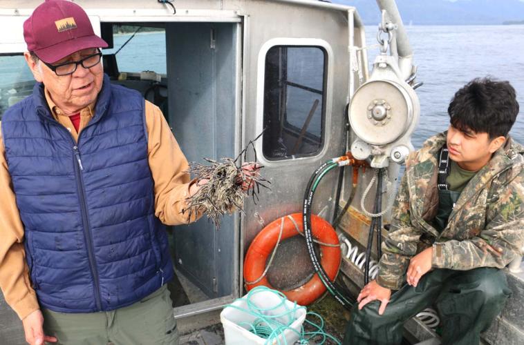 A man holds a branch and counts herring eggs. A younger man looks on.