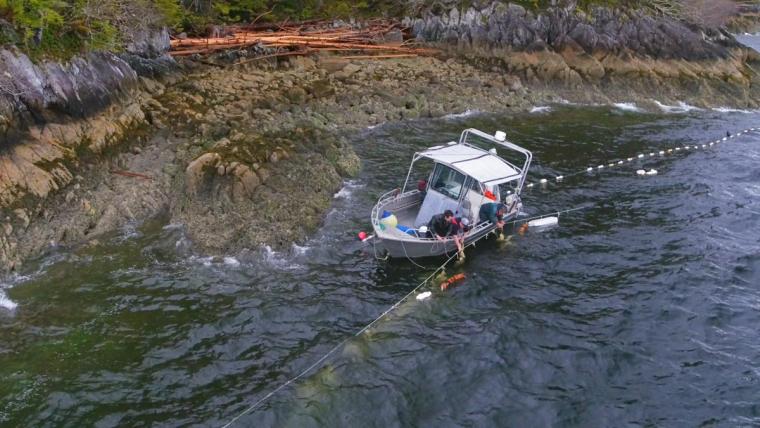 People lean over the side of a boat to collect kelp to harvest herring roe