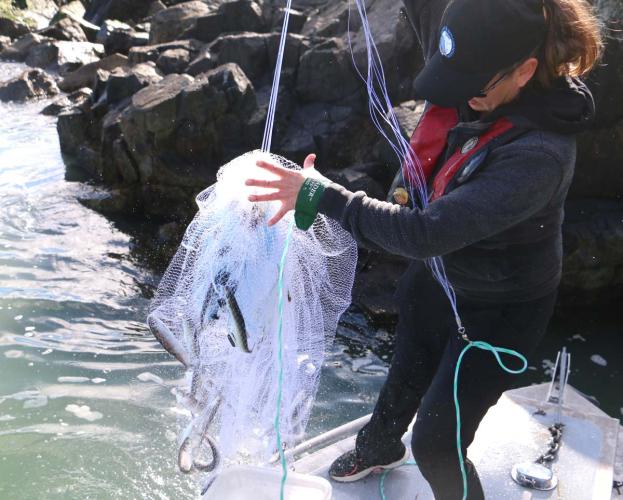 A biologist pulls a net containing fish out of the water