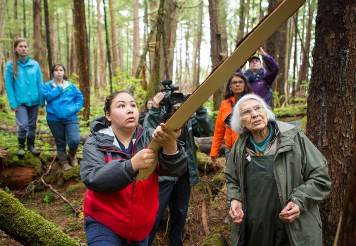 A workshop harvests bark in the forest