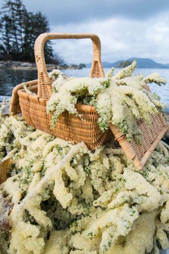A basket overflows with herring egg-covered branches.