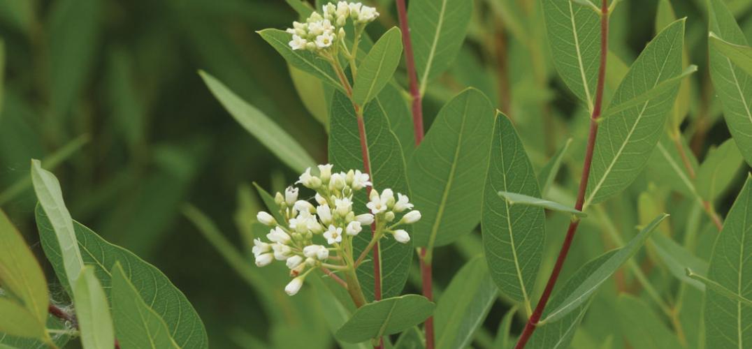 Dogbane plant with blooming small, white flowers
