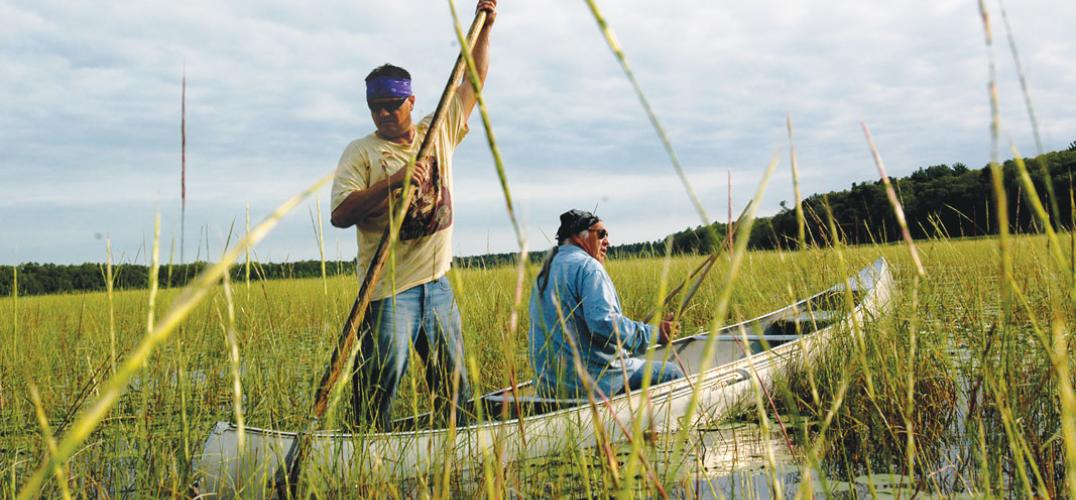 Two men, members of the White Earth Band of Ojibwe, harvest wild rice from a canoe