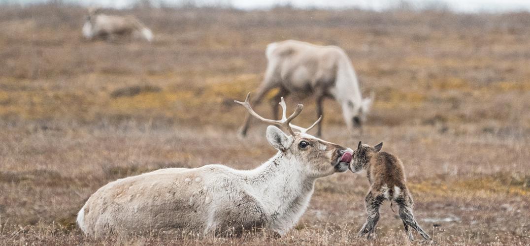 A caribou mom licks her calf