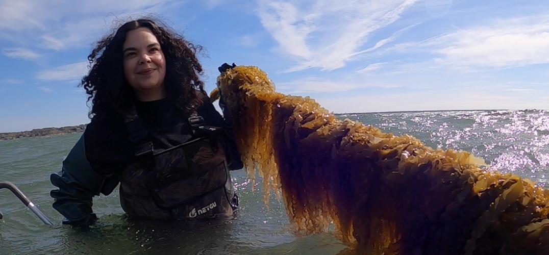 A Shinnecock woman standing in the bay holds up a string draped in kelp