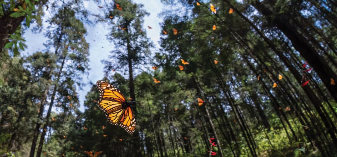 Monarch butterflies in flight among evergreen trees