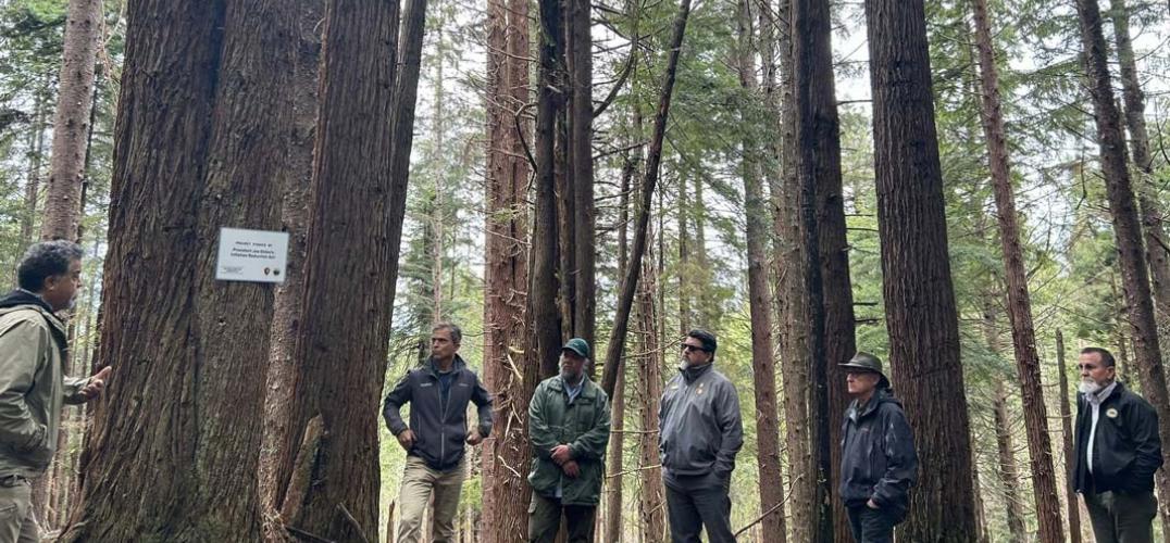 Tribal leaders and Charles Sams stand among trees in Redwood National Park.