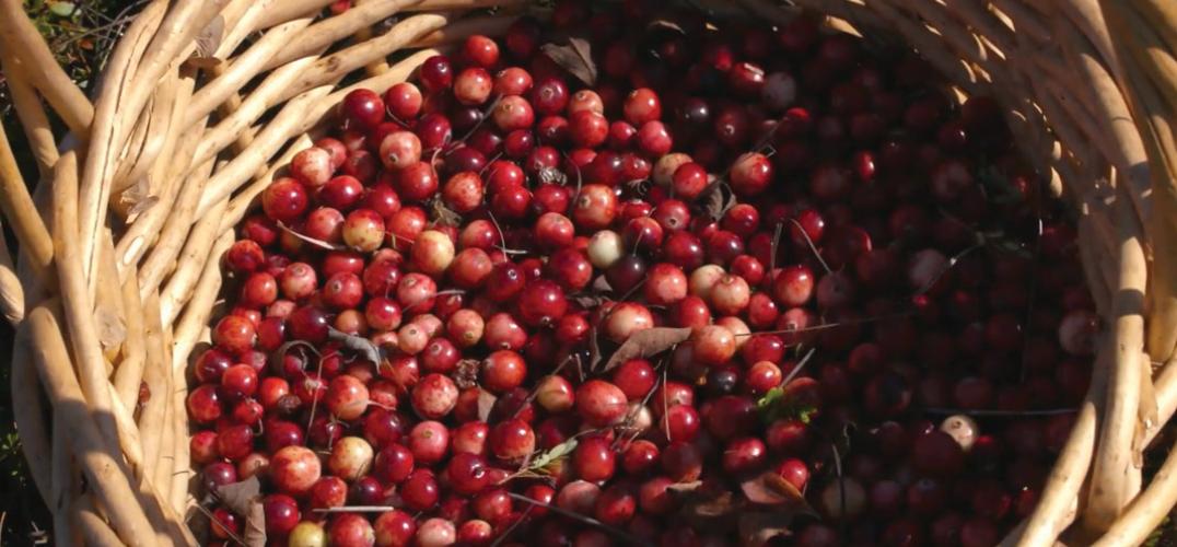 A woven basket filled with cranberries